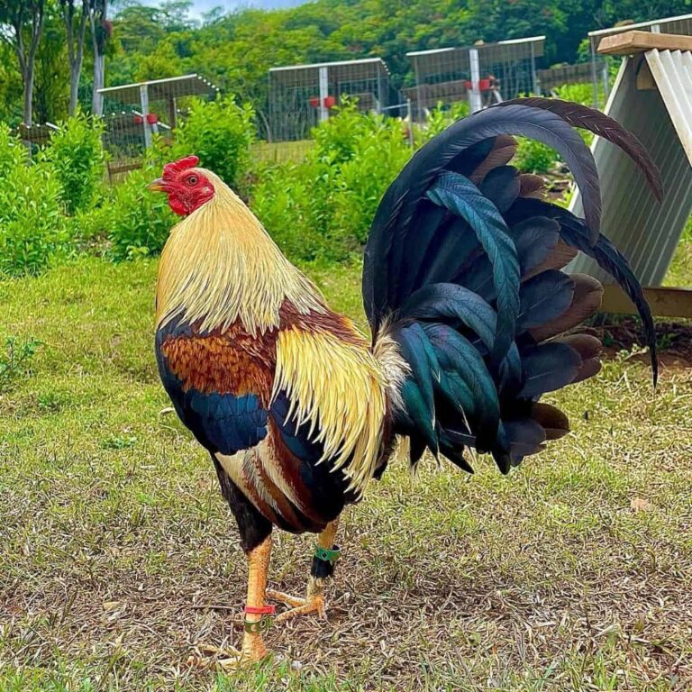 American-Gamefowl