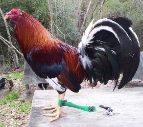 Kelso-Game-Fighting-Fowl