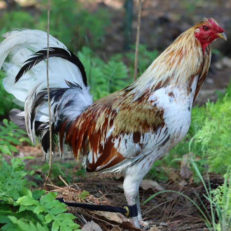 Minor-Blue-Rooster