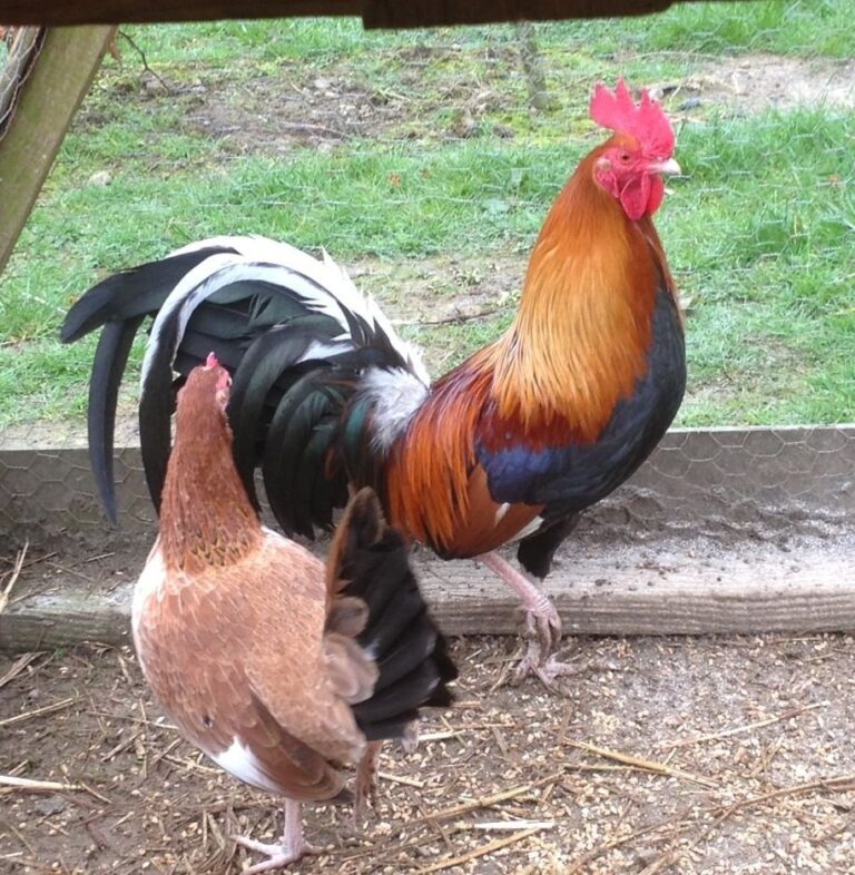 Murphy-Whitehackle-Gamefowl