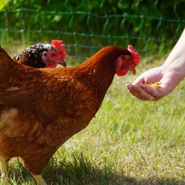 WONDER GRUBS (DRIED MEALWORMS) - 5 LB BAG - Image 2