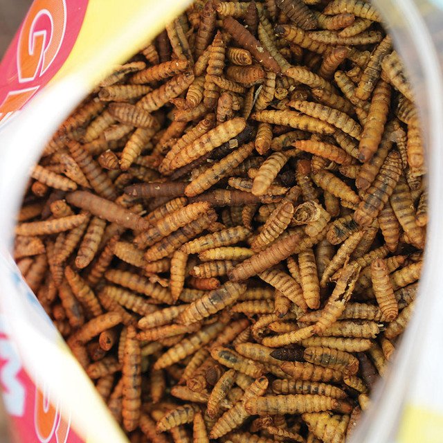 WONDER GRUBS BLACK SOLDIER FLY LARVAE - Image 3