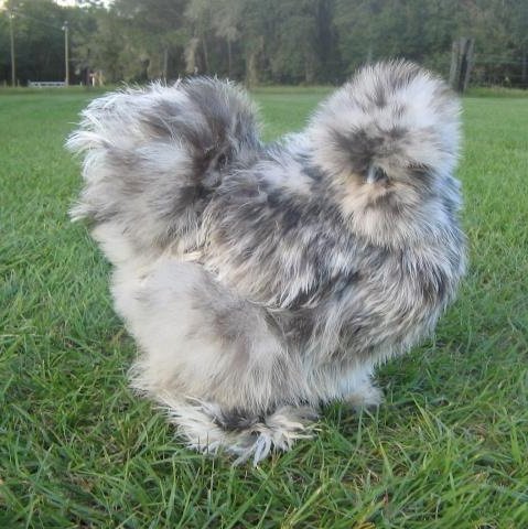 Splash-Silkie-Bantam