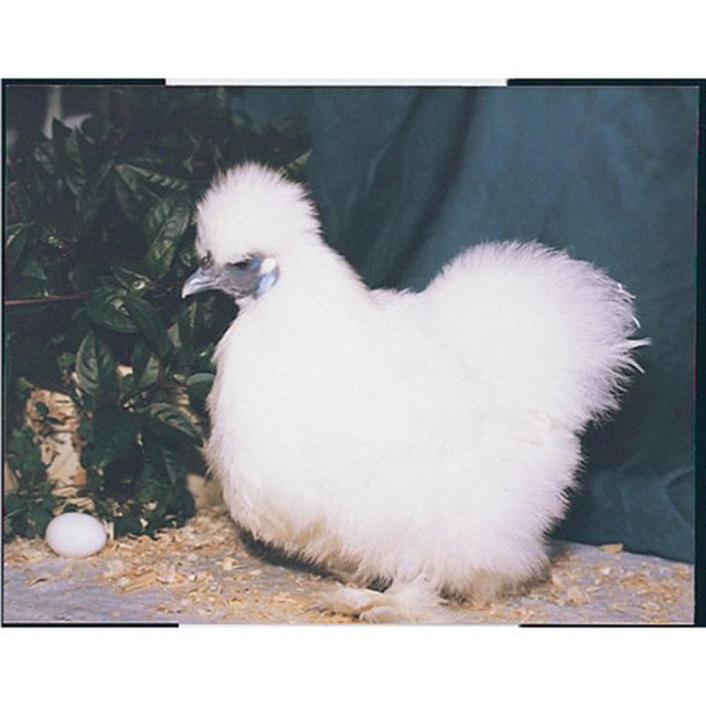 White_SIlkie_Bantam__88899