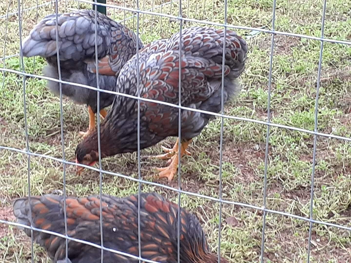 Blue Laced Red Wyandottes - Image 3