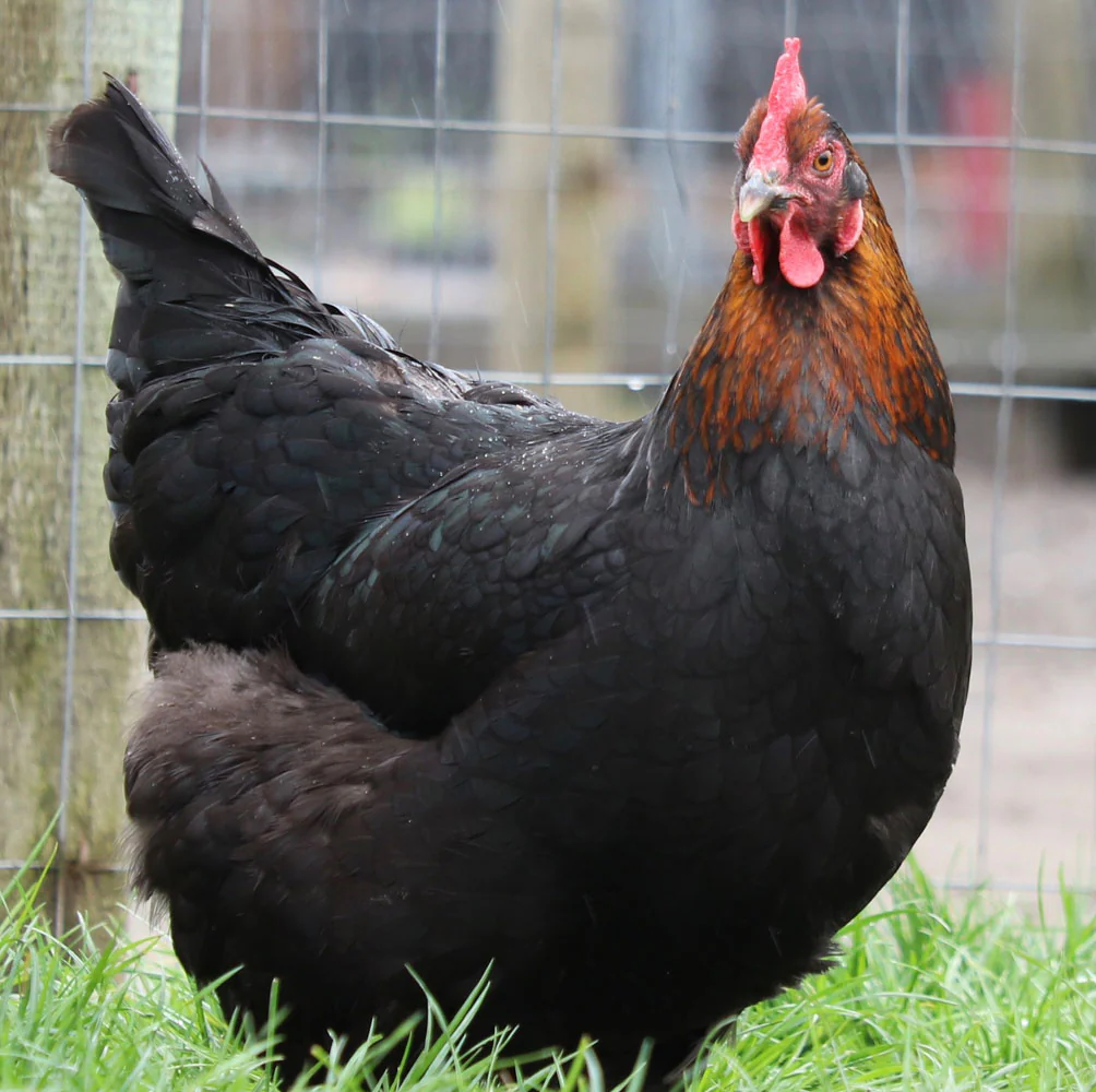 black copper marans chicken
