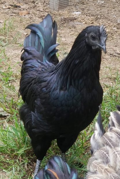 ayam cemani breeding pair for sale - Image 2